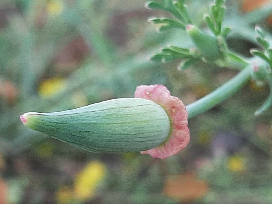 Kalifornischer Mohn 4