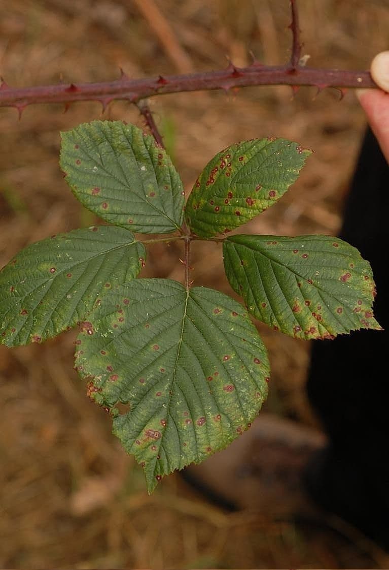 Rovo gracile 4