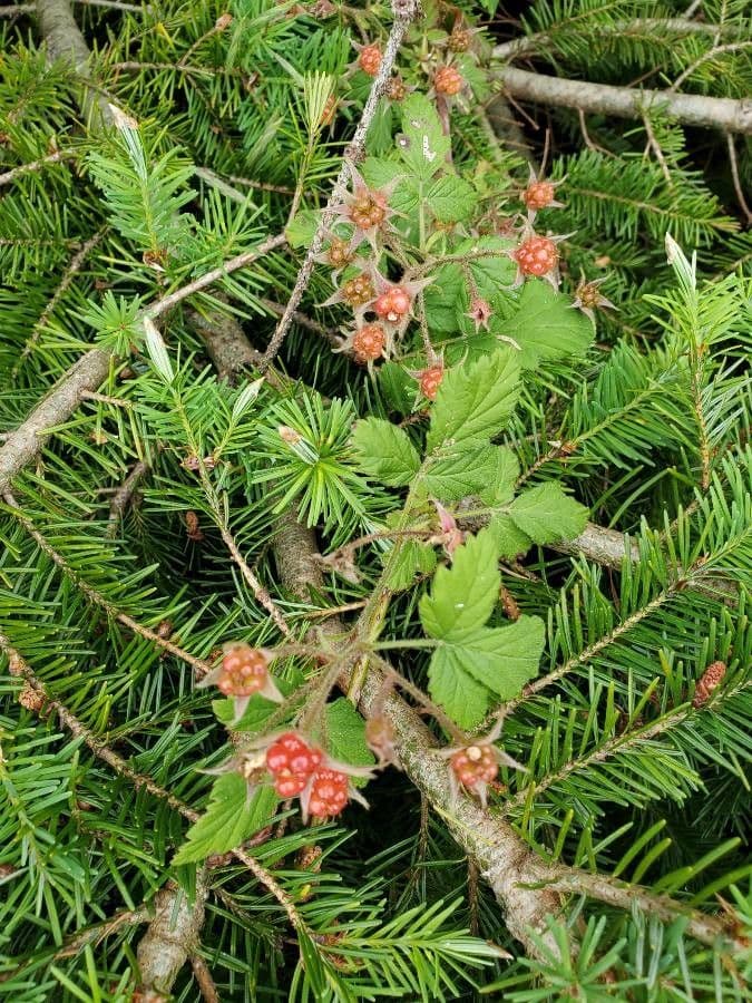 Kleinblättrige Brombeere 4