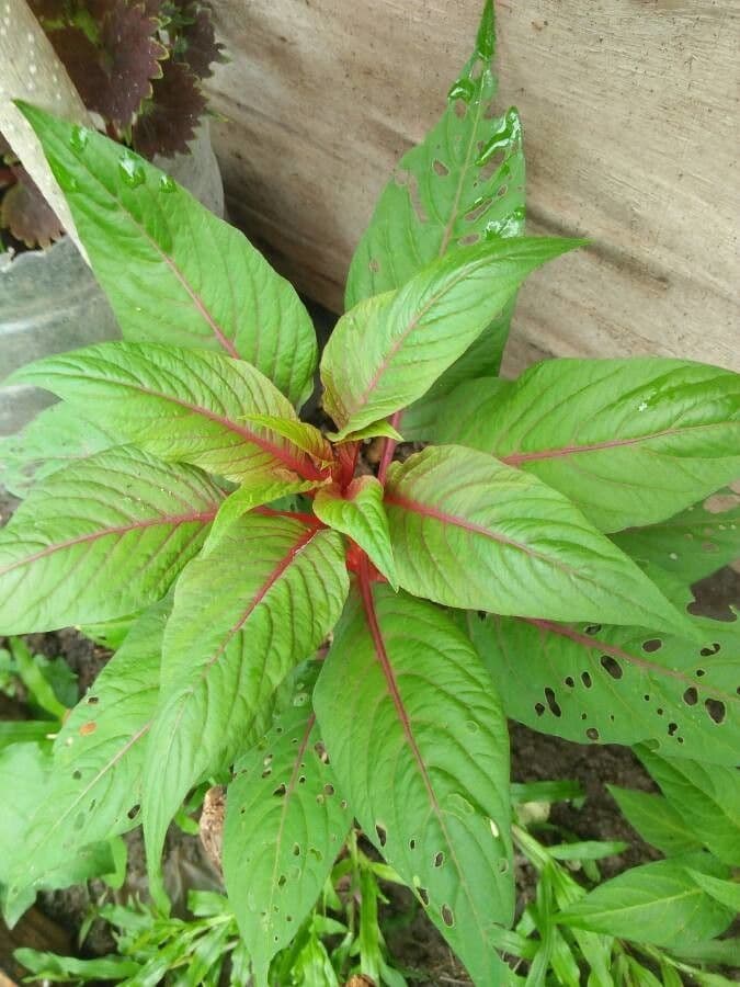 Amaranto tricolore 7