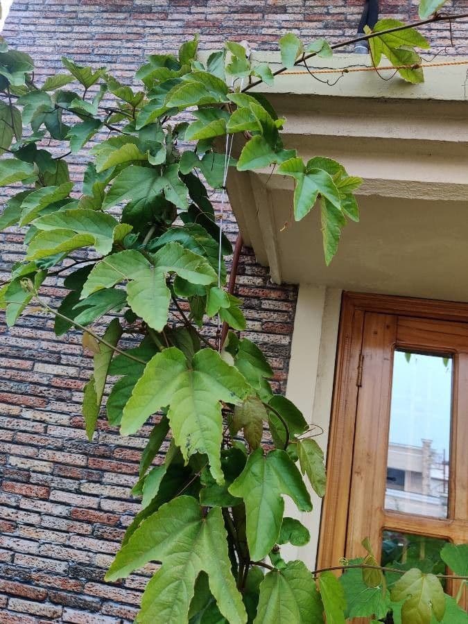 Perfumed passionflower 16