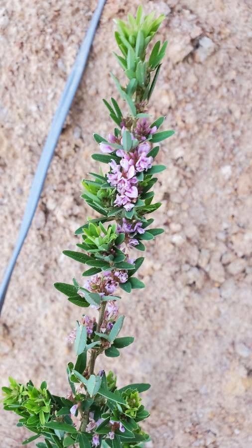 Lespedeza 6