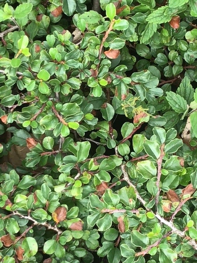 Cotoneaster 9