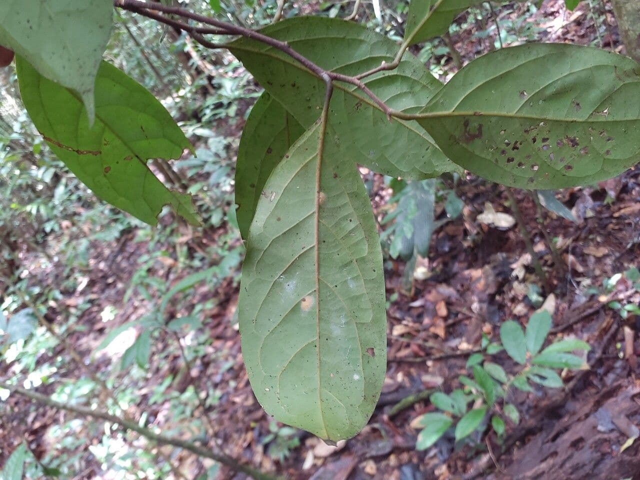 Ocotea 2