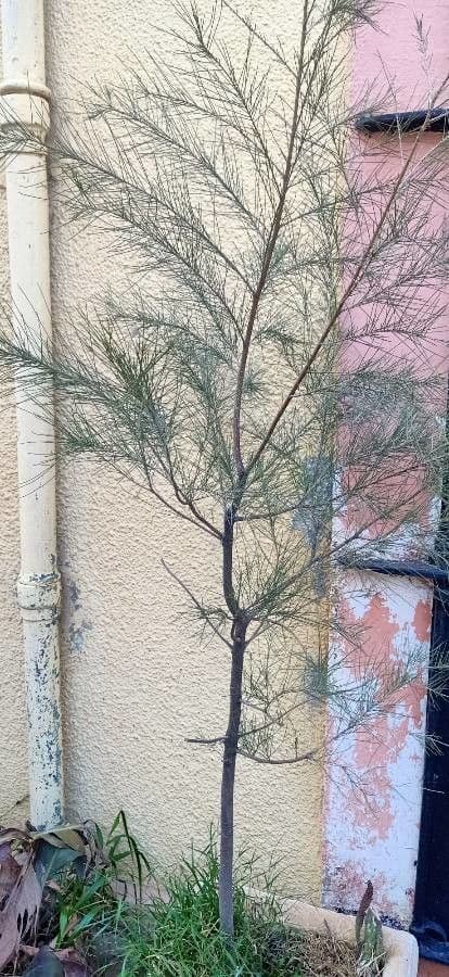 Casuarina di Cunningham 14