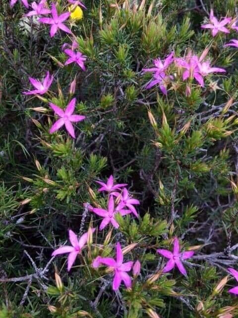 Calytrix