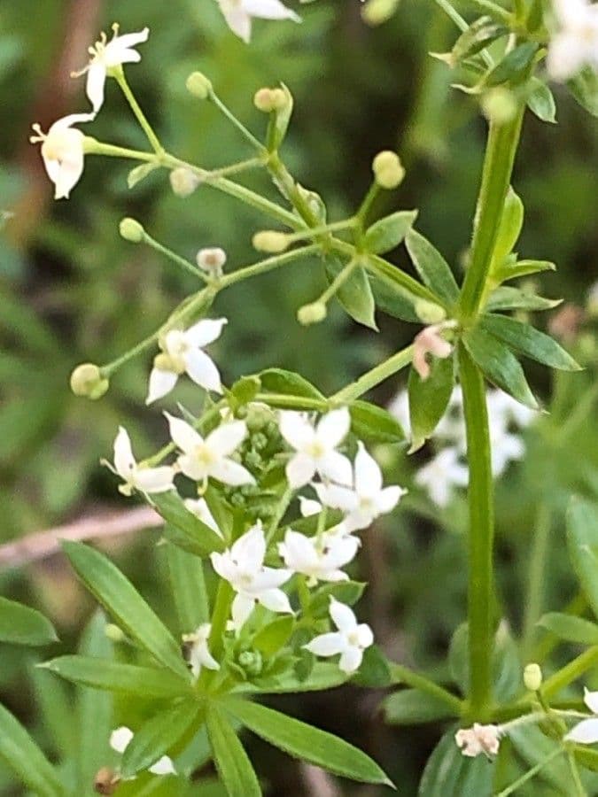Caglio bianco 10