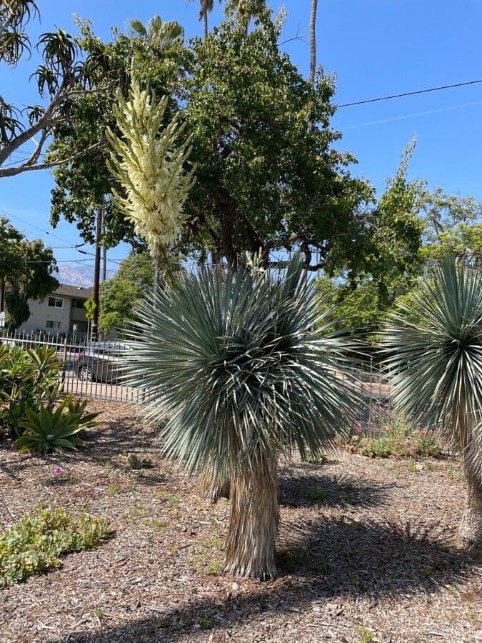 Yucca rostrata 9