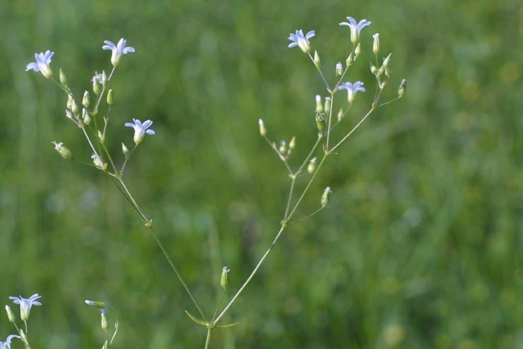 Mononeuria patula 7