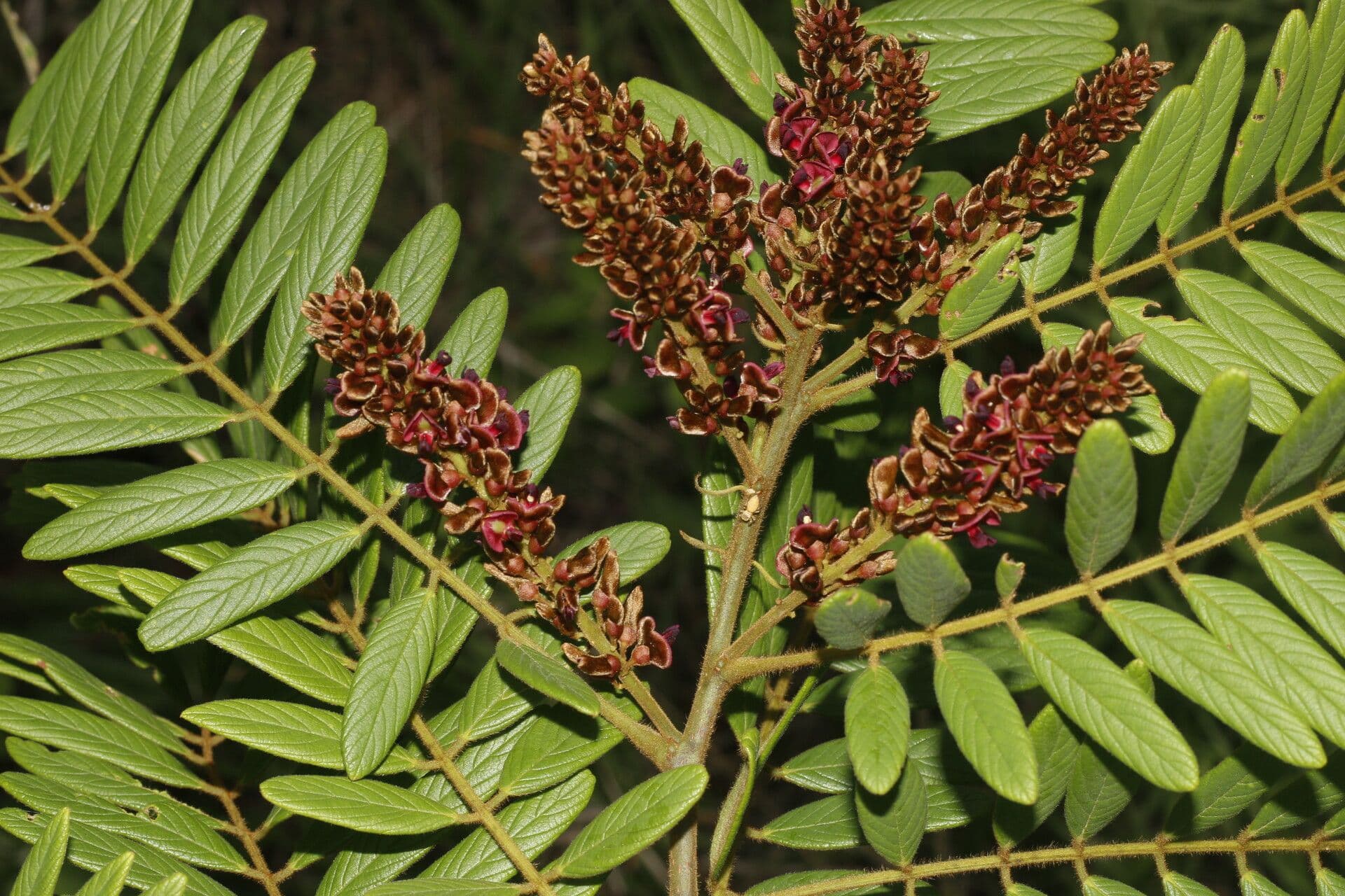 Lonchocarpus 7