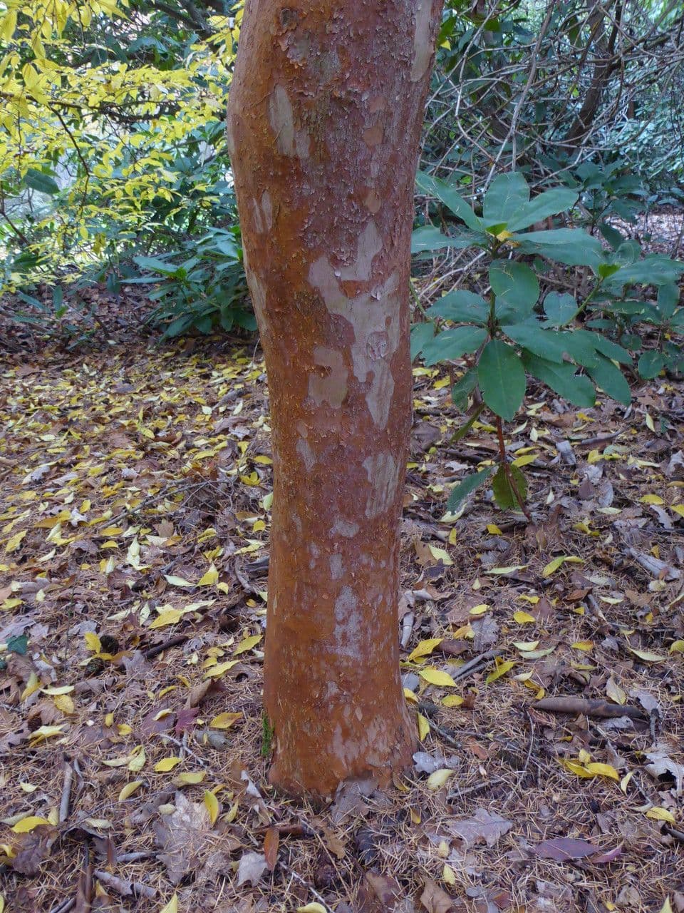 Stewartia monadelpha 15
