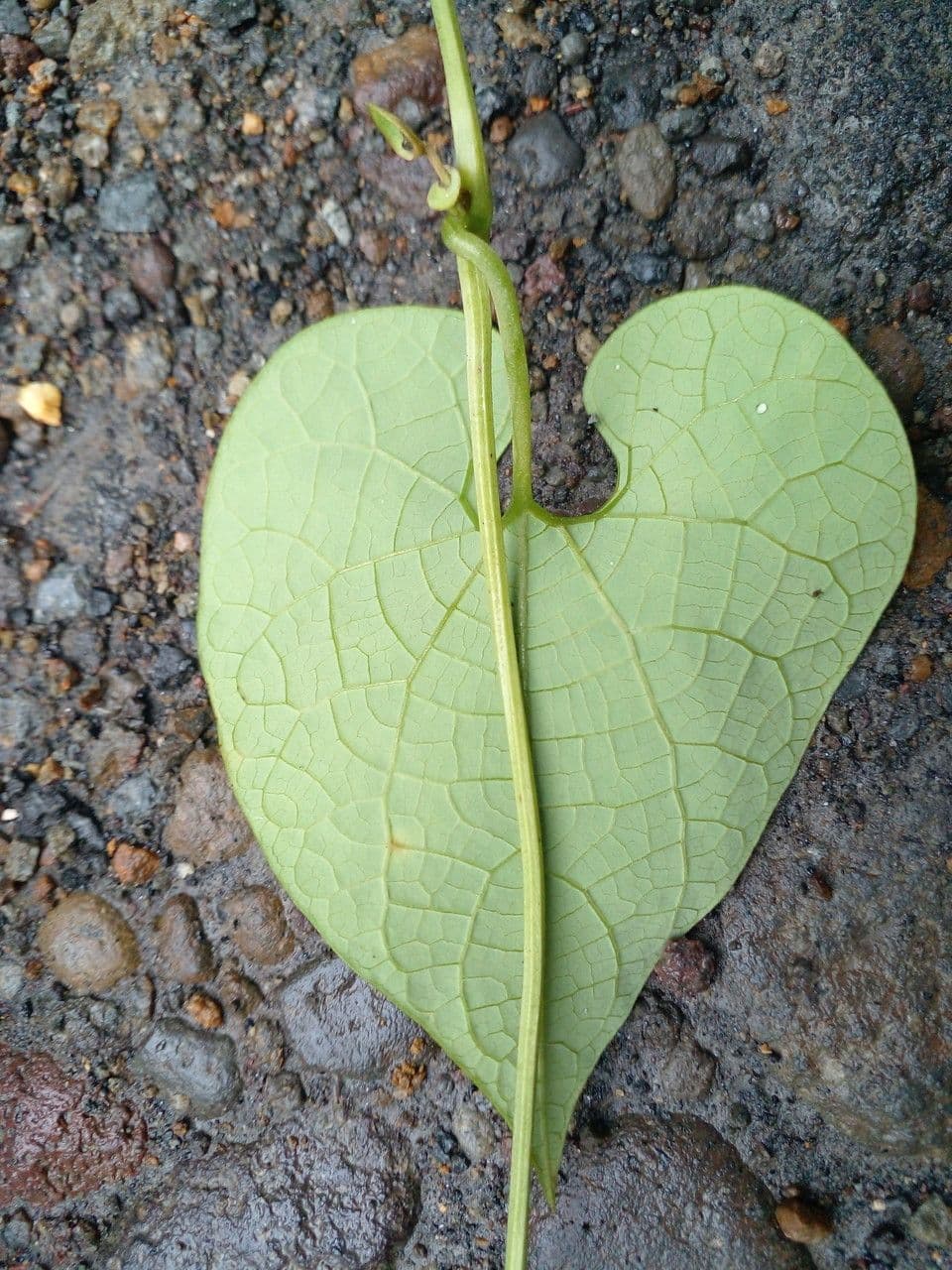 Fiore d'anatra 16