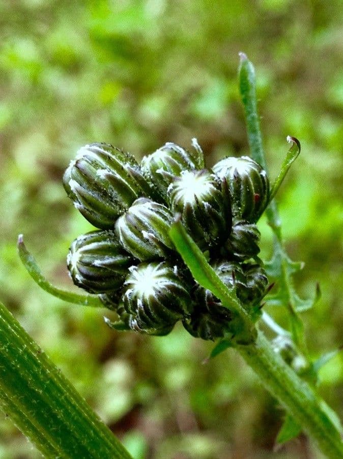 Radicchiella vescicosa 9