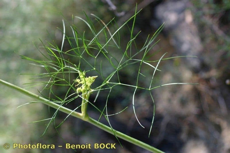 Peucedano 5