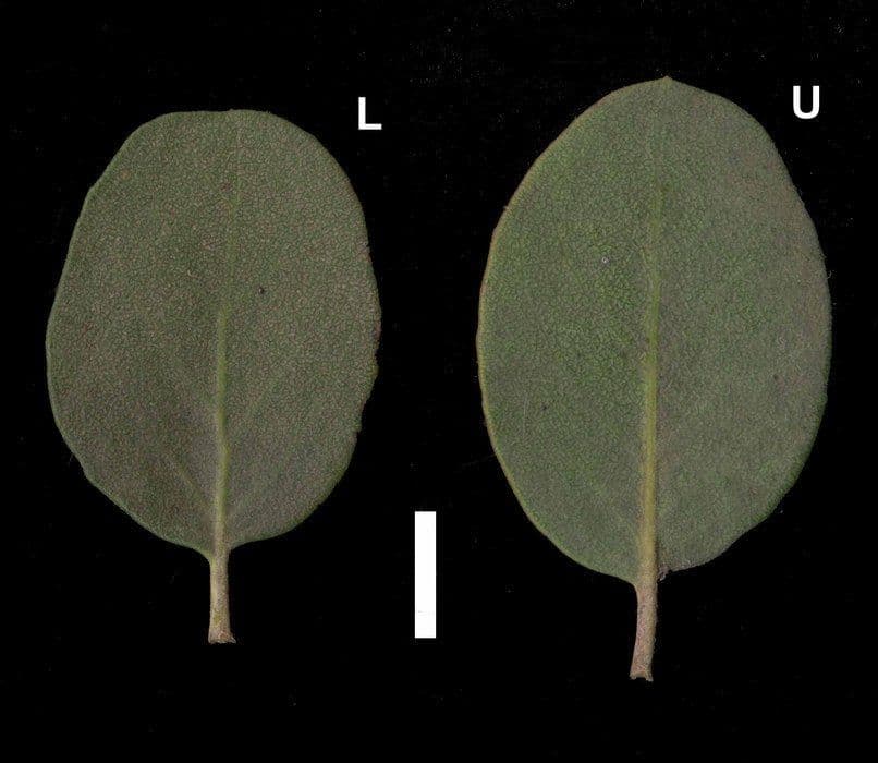 Arbutus 5