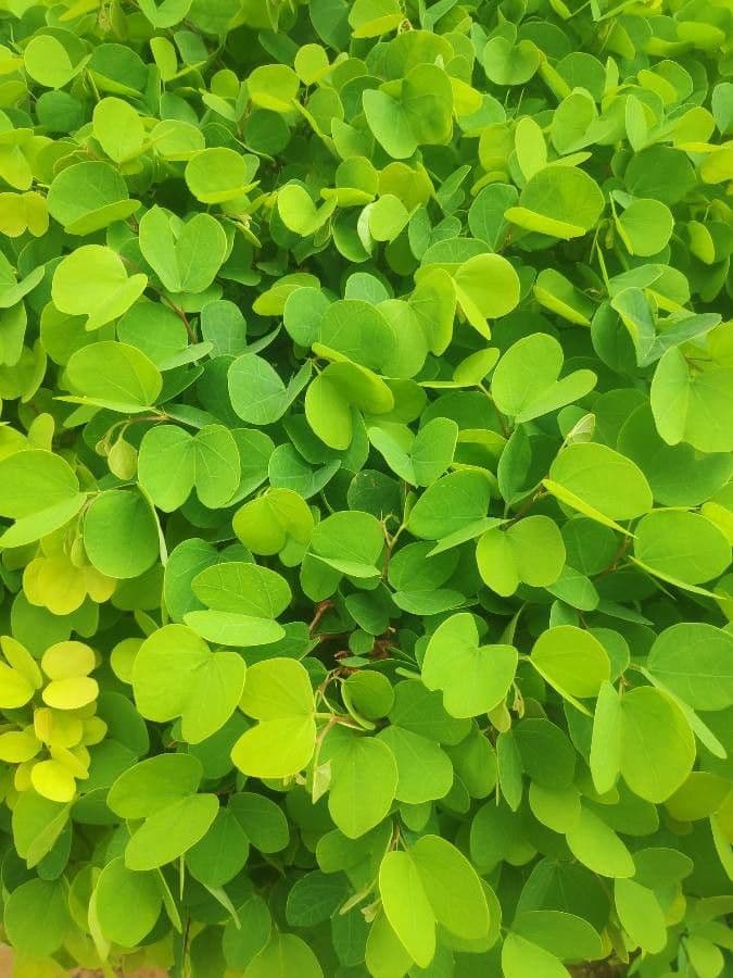 Bauhinia galpinii 14