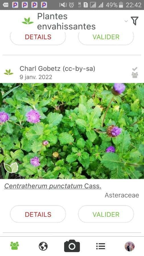 Centratherum punctatum 4