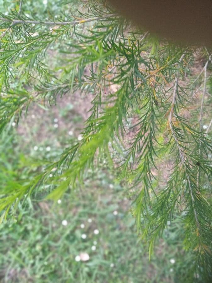 Melaleuca armillaris 20