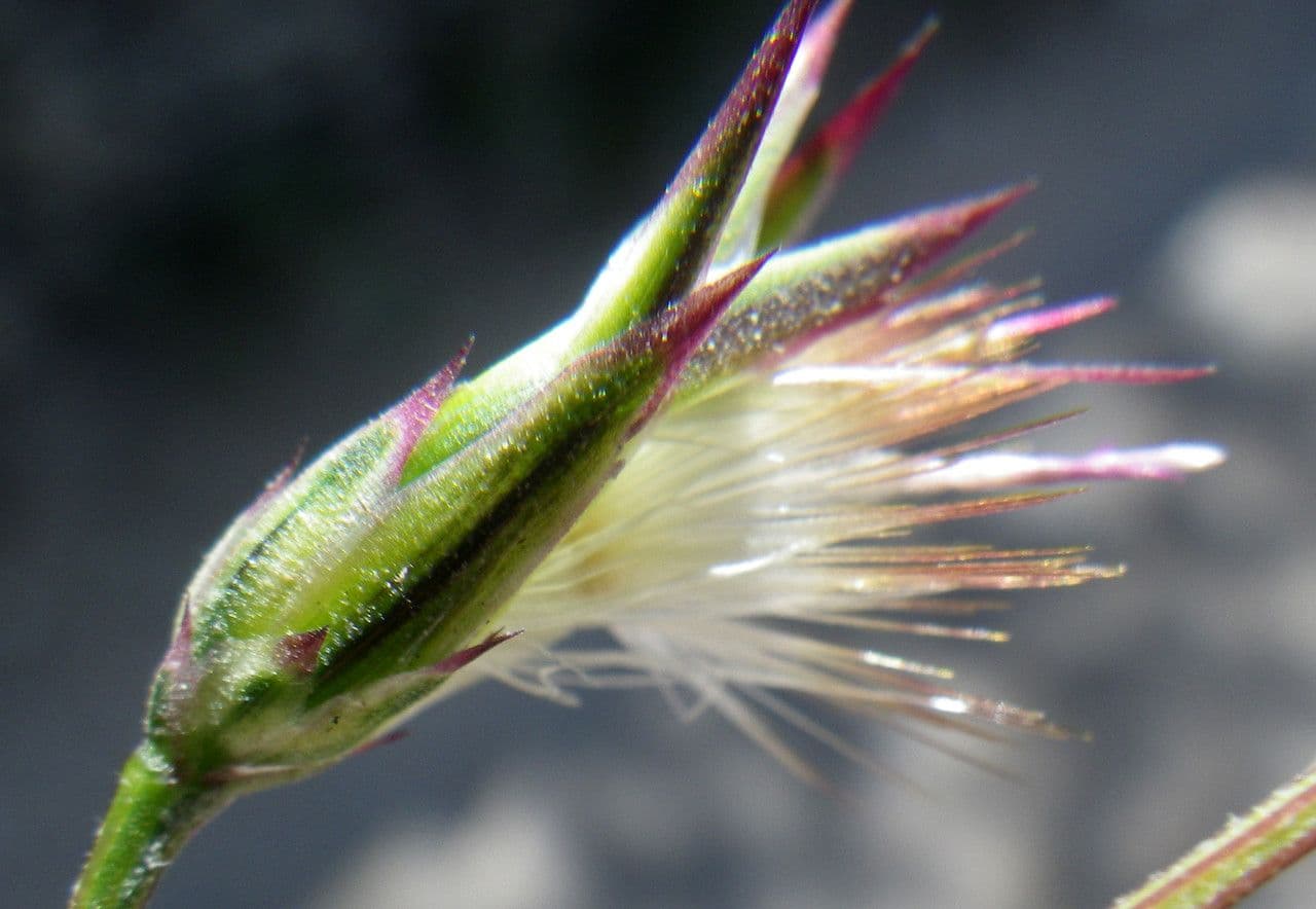 Crupina