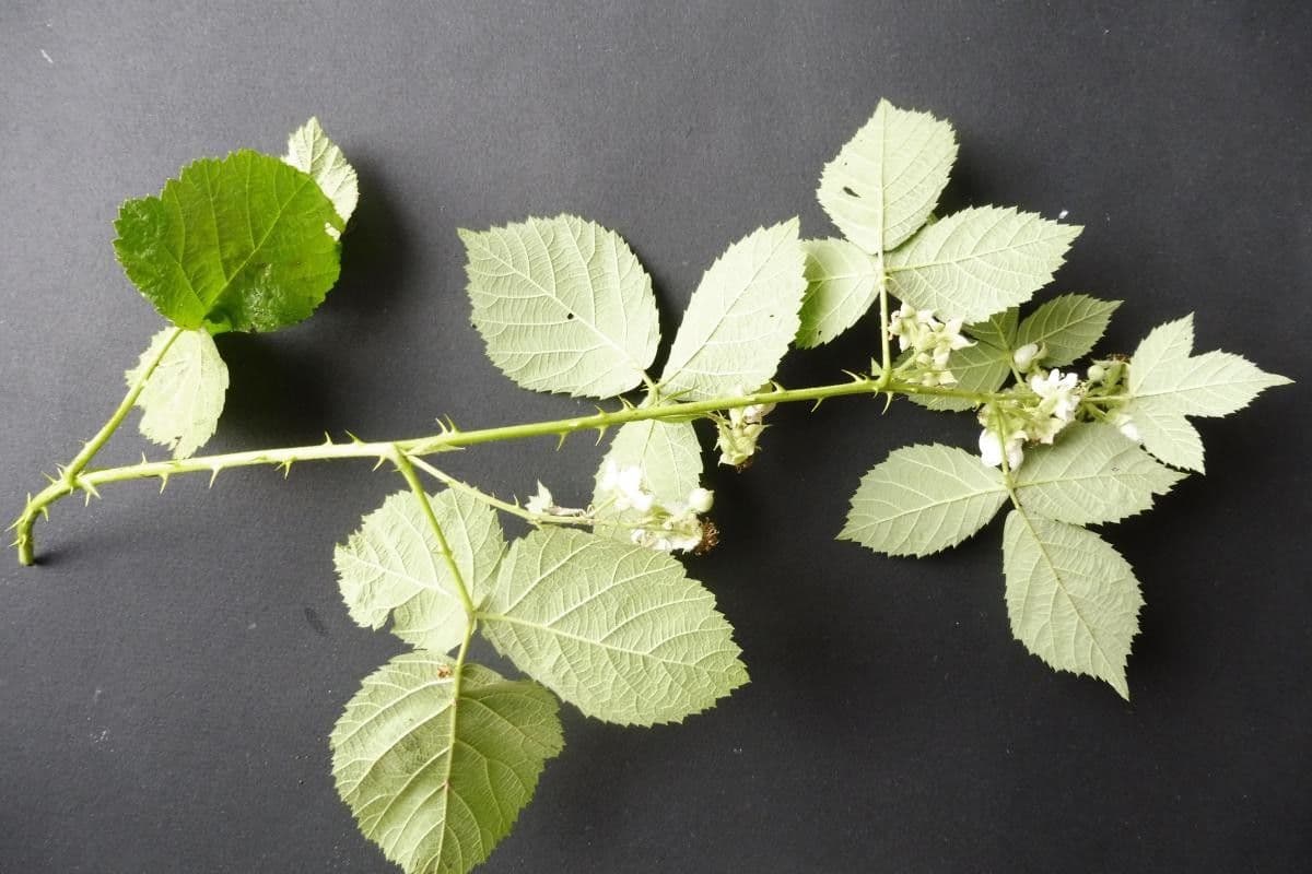 Rubus nemorosus 2