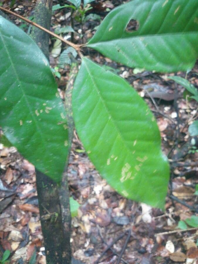 Eugenia 3