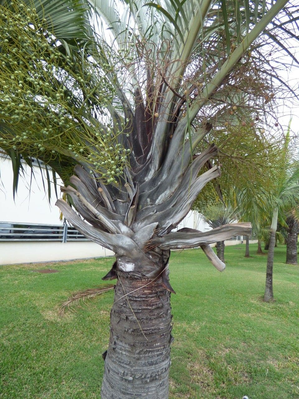 Palma triangular 12