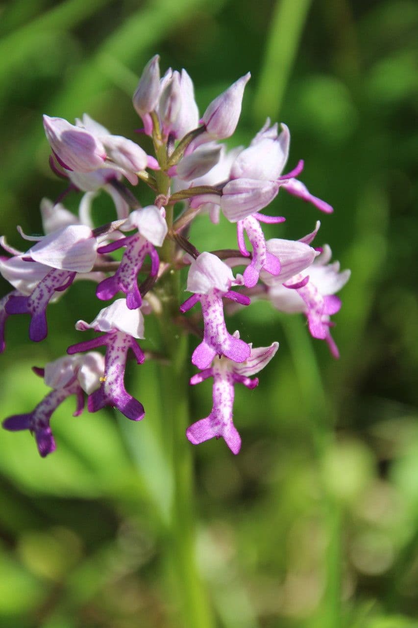 Orchidea militare