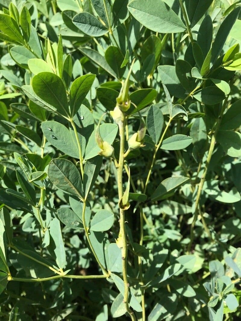 Baptisia