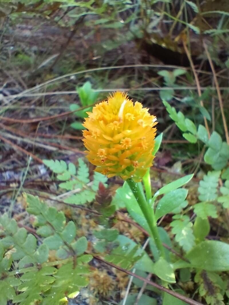 Poligala gialla