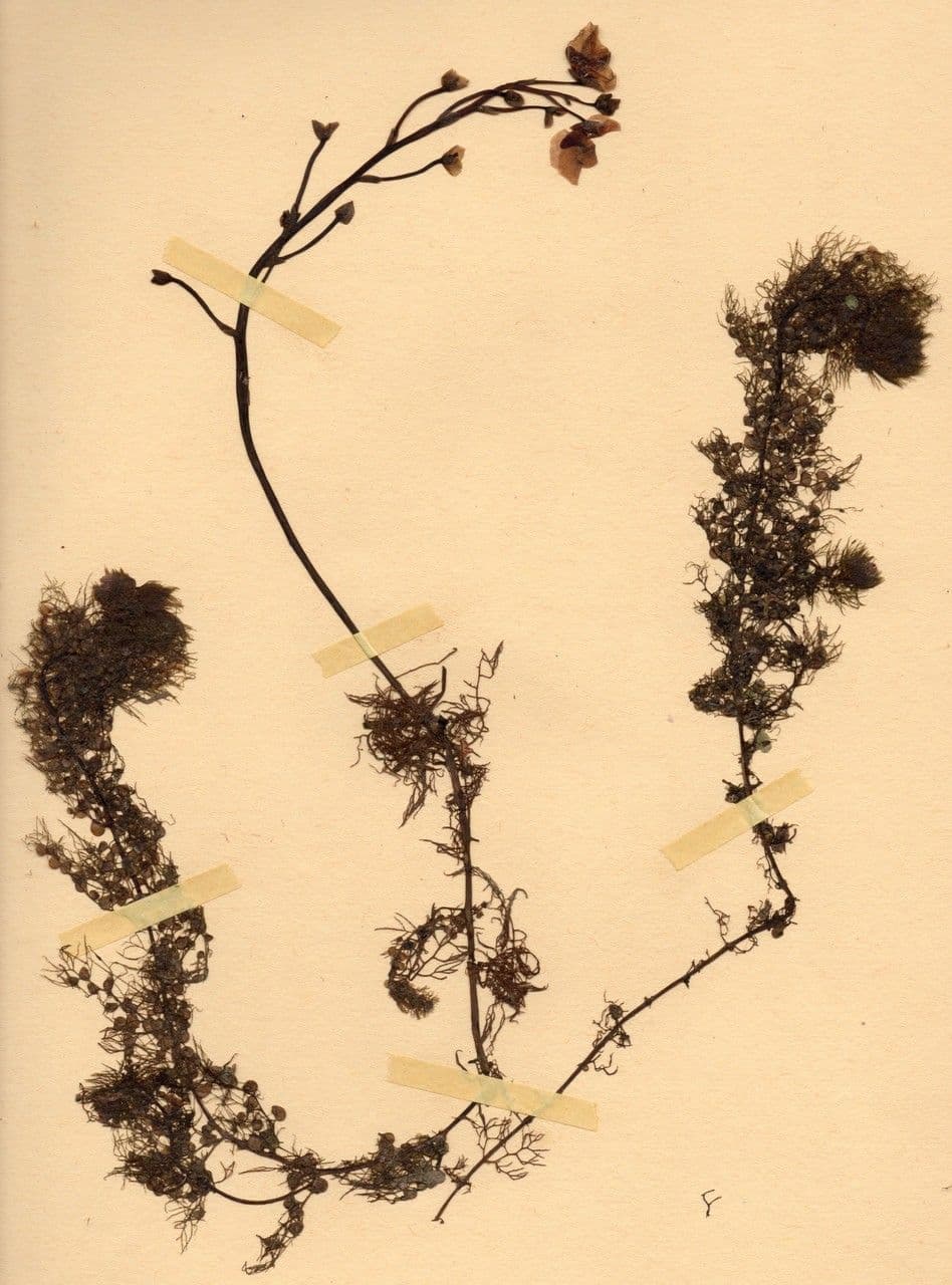 Utricularia común 20