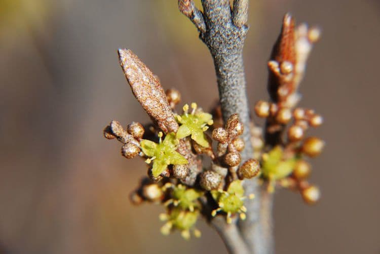 Shepherdia canadensis 6