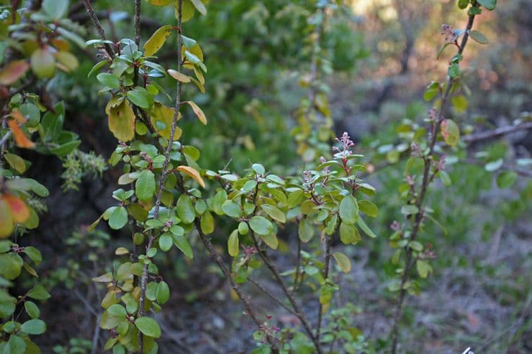 Ribes 7