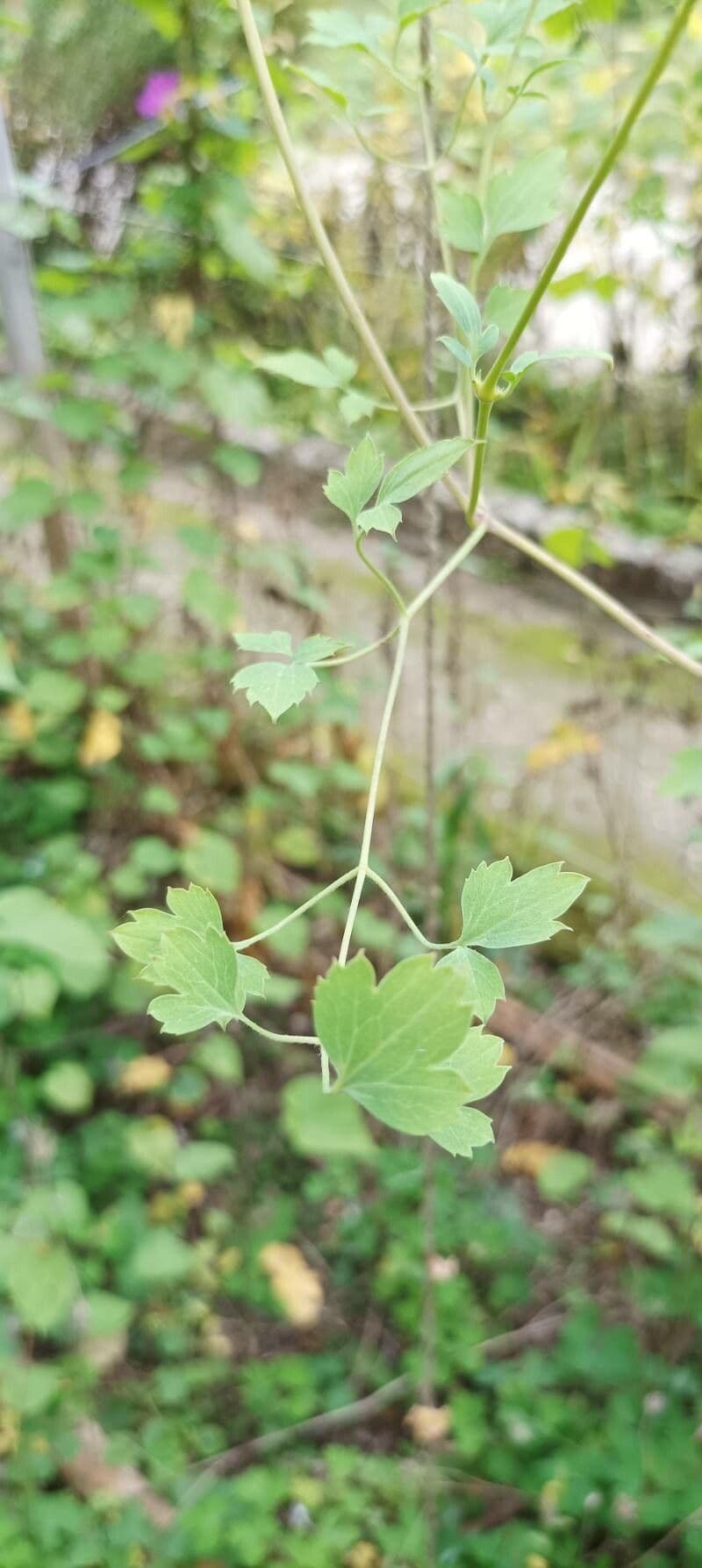 Clematis 19