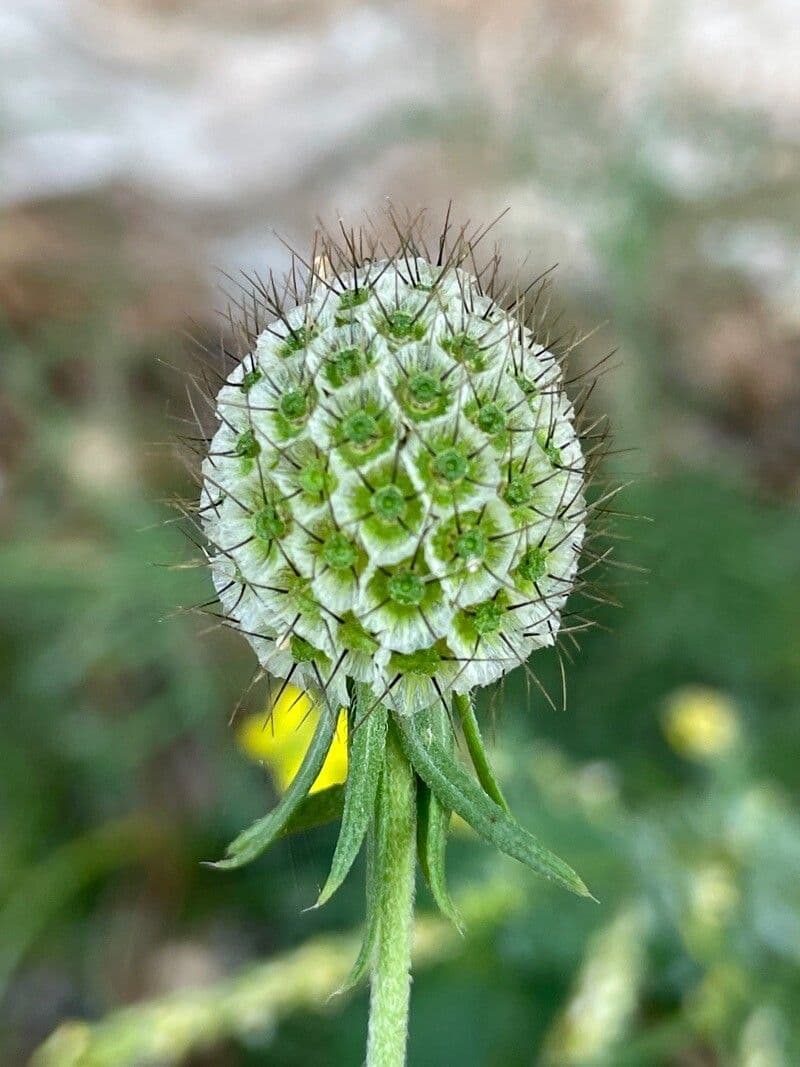 Ockergelber Witwenblumen 4