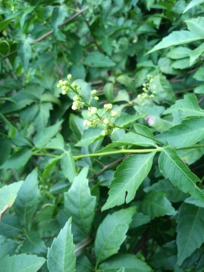 Urvillea uniloba 6