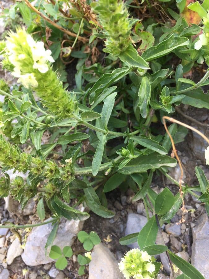 Sideritis hyssopifolia 17