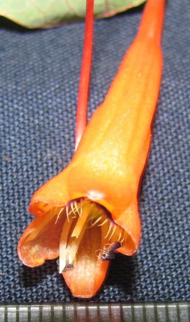 Lichořeřišnice