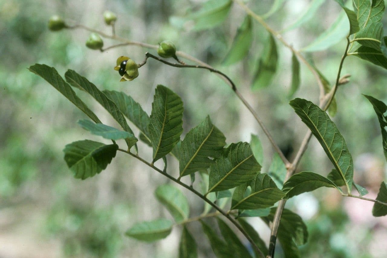 Cupania 9