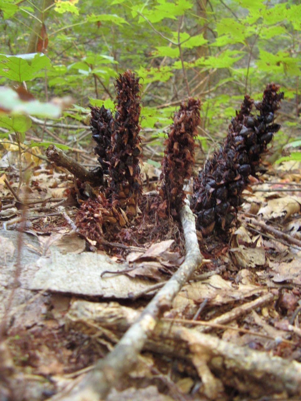 Conopholis 13