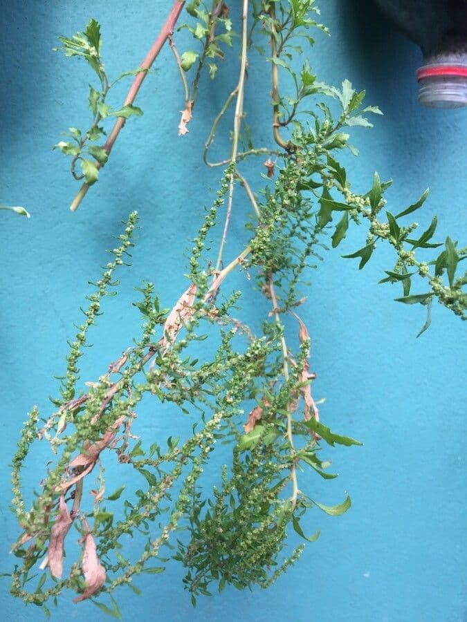 Epazote 16