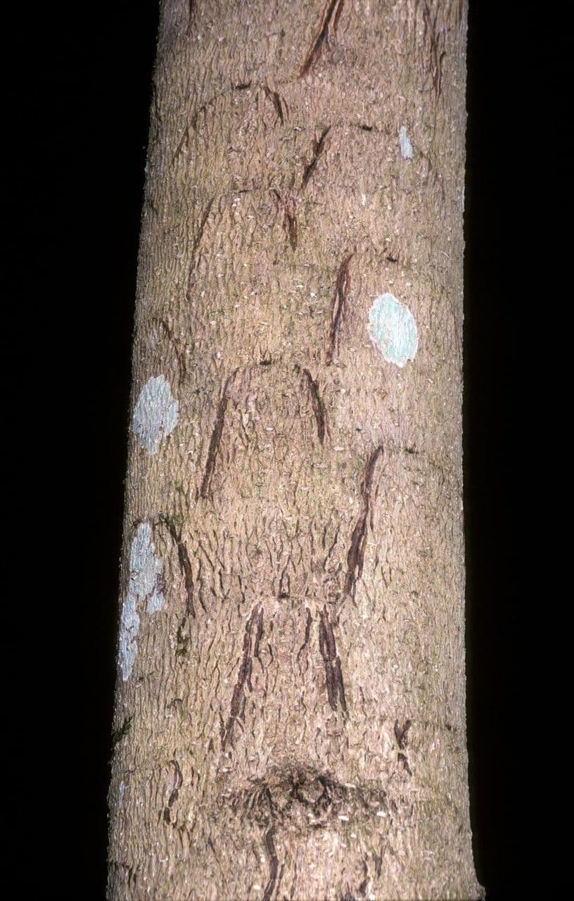 Duabanga 21