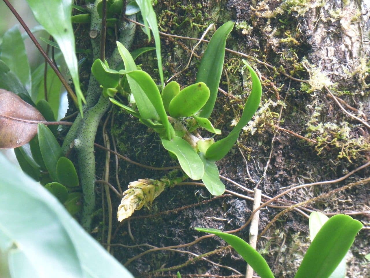 Bulbophyllum 12