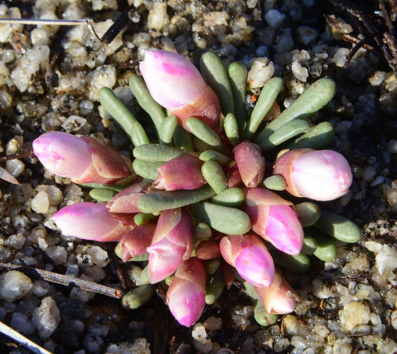 Lewisia 6