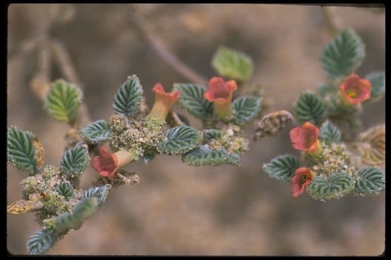 Fanleaf crinklemat 2