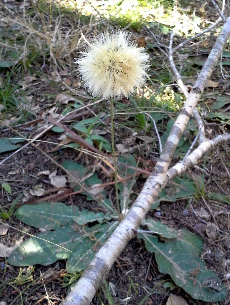 Chaptalia texana 8