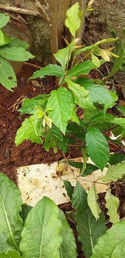 Campomanesia xanthocarpa 3