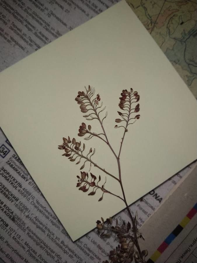 Lepidium apetalum