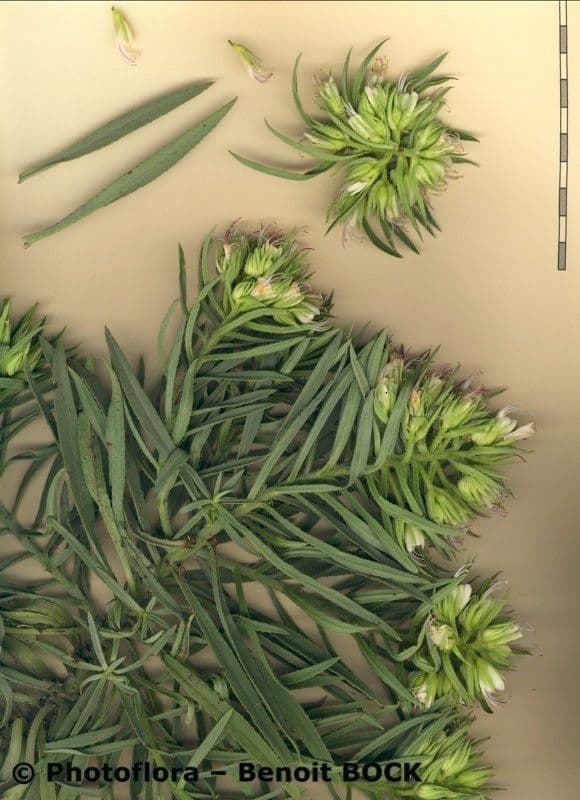 Echium ostny 18