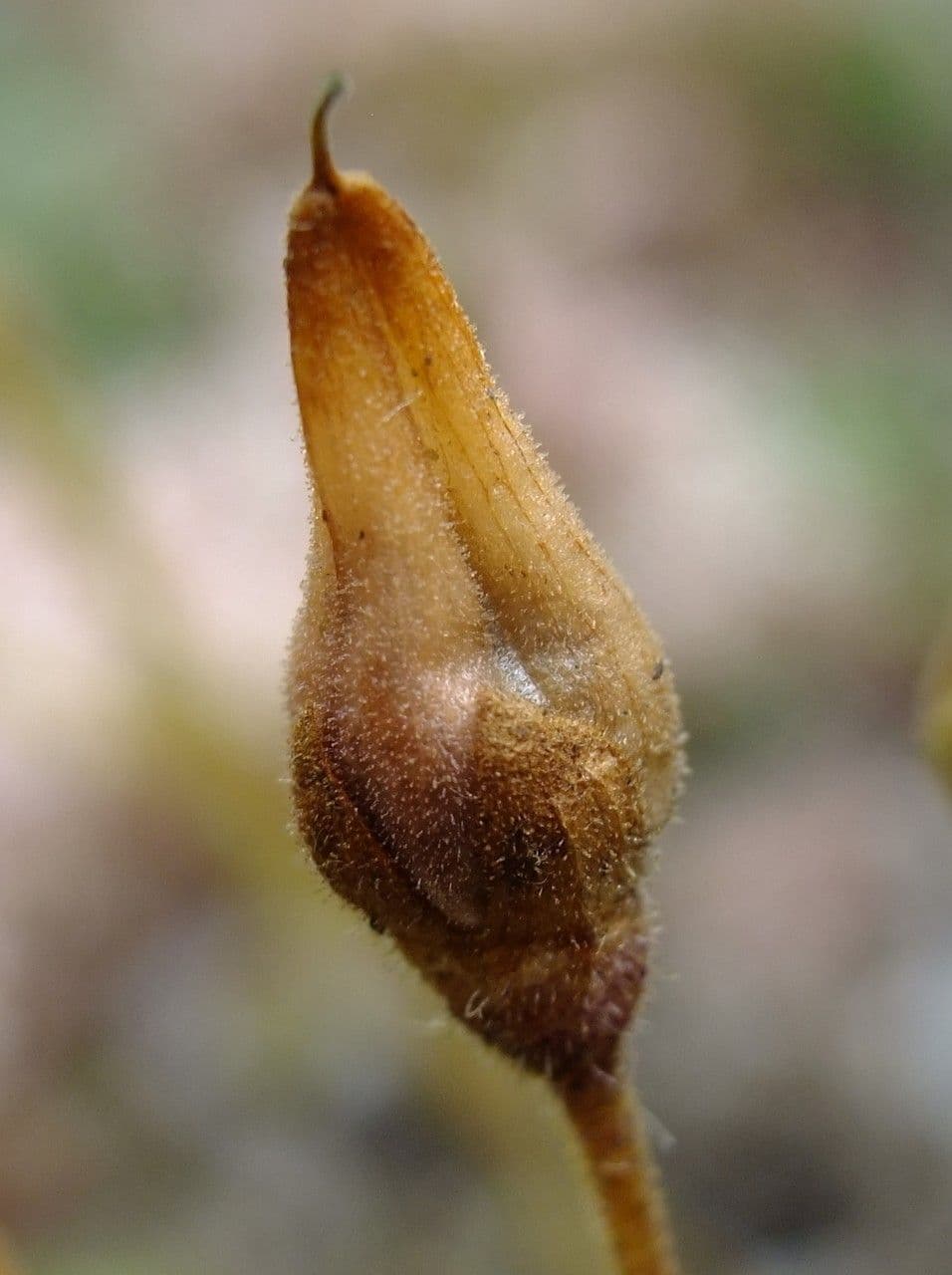 Scarpetta biflora