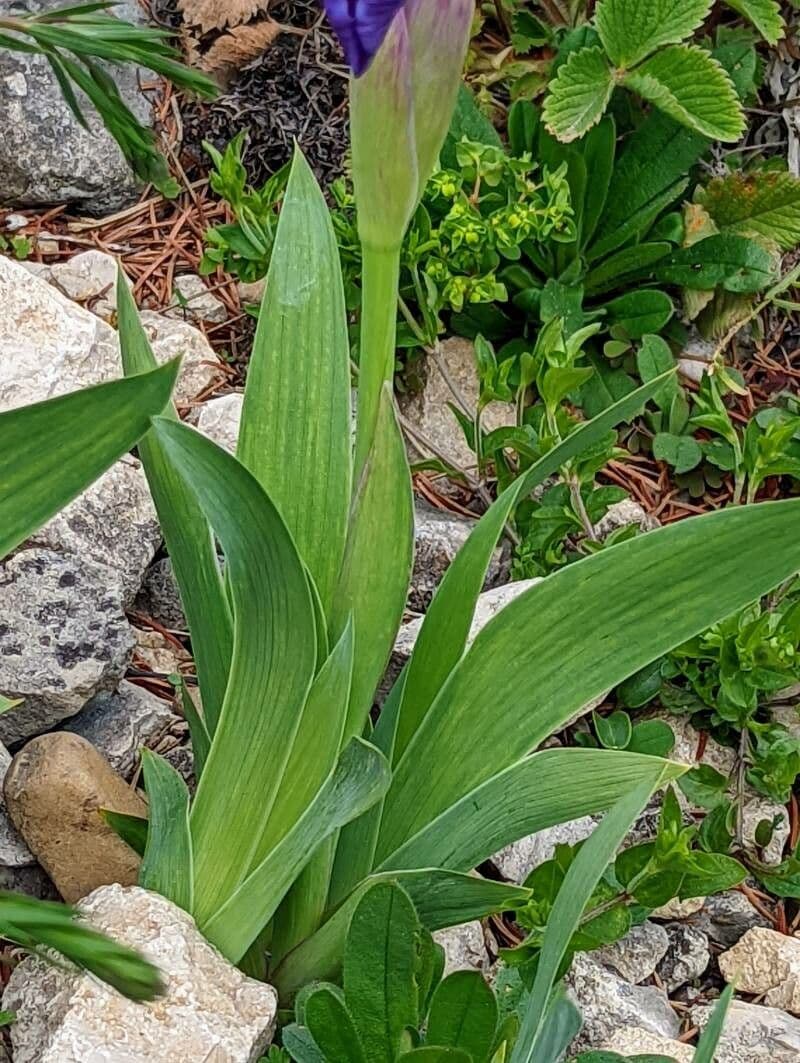 Iris lutescens 20